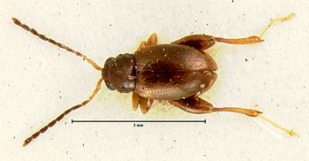 Media type: image; Entomology 18869   Aspect: habitus dorsal view